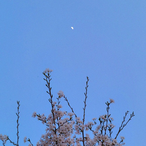 220424_시월의 달_떨어진 벚꽃도 한때는_cover500.jpg