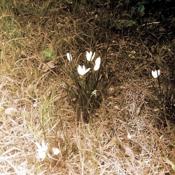 문희뫼 - 백야, 꽃