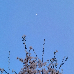 시월의 달 - 떨어진 벚꽃도 한때는